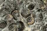 Ammonite (Promicroceras) Cluster - Marston Magna, England #216620-3